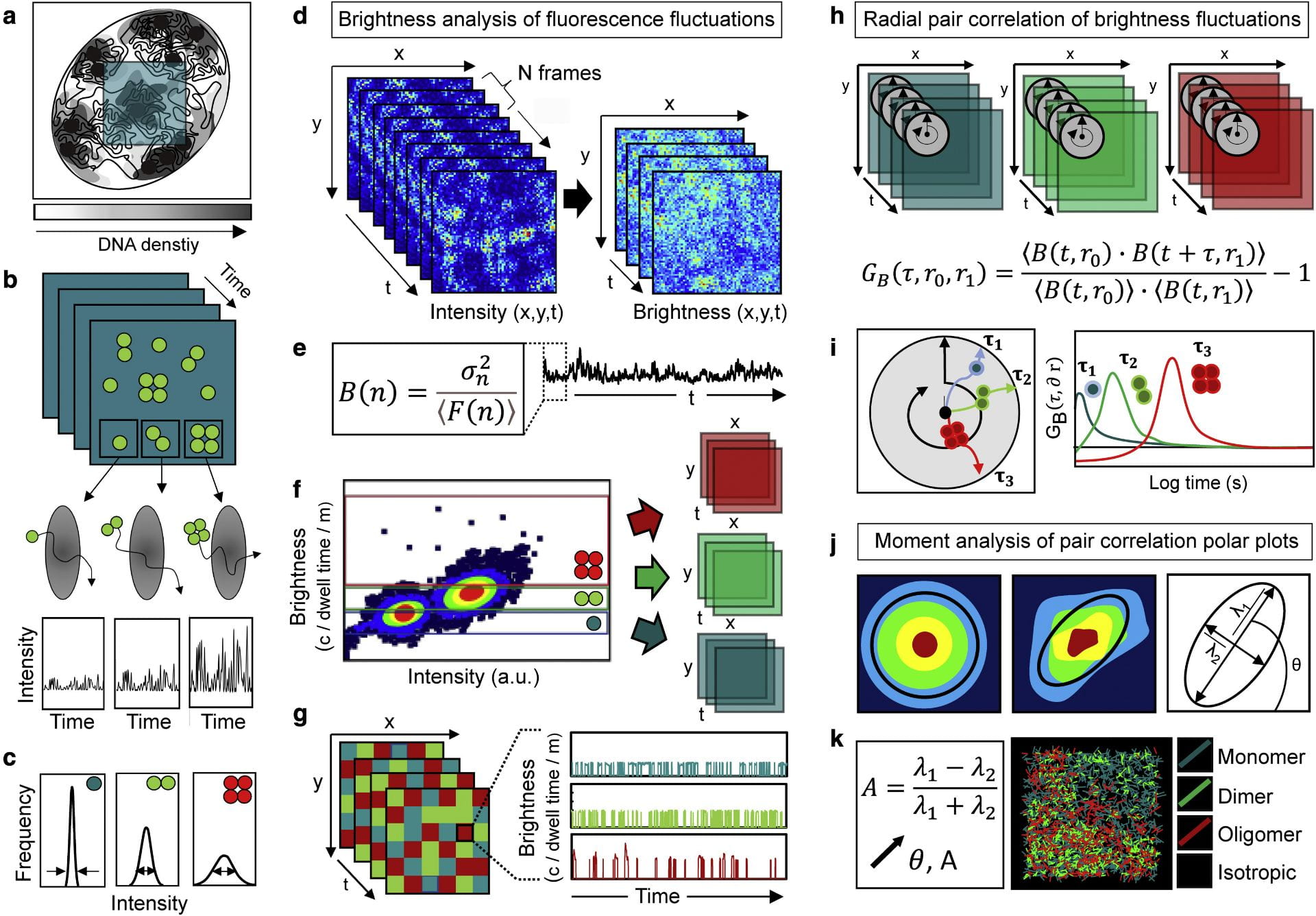 Radial pair correlation of molecular brightness fluctuations maps protein diffusion as a function of oligomeric state within live-cell nuclear architecture